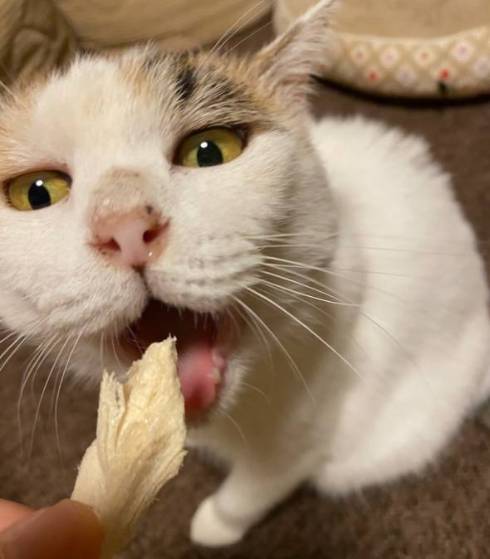猫 舌が出てる ユッキちゃん