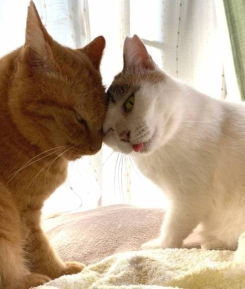 猫 舌が出てる ユッキちゃん