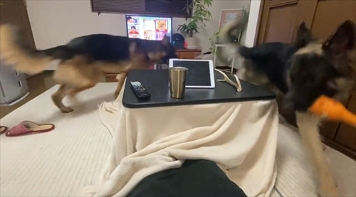 飼い主さんの周りで追いかけっこをする犬
