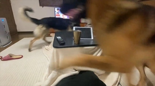 飼い主さんの周りで追いかけっこをする犬