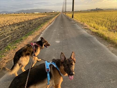 飼い主さんの周りで追いかけっこをする犬