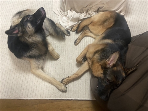 飼い主さんの周りで追いかけっこをする犬