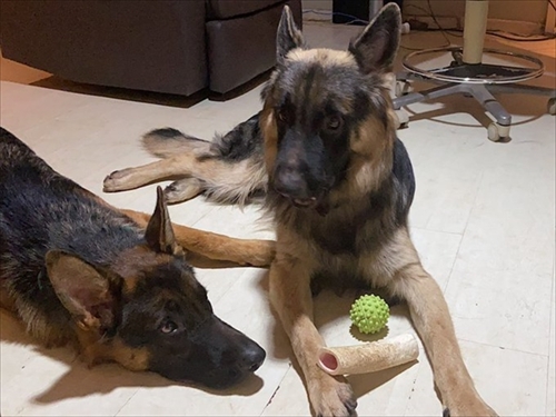 飼い主さんの周りで追いかけっこをする犬