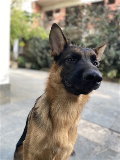 飼い主さんの周りで追いかけっこをする犬