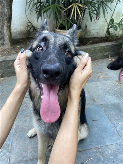飼い主さんの周りで追いかけっこをする犬