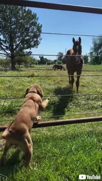 お互いが大好きな子犬と子馬