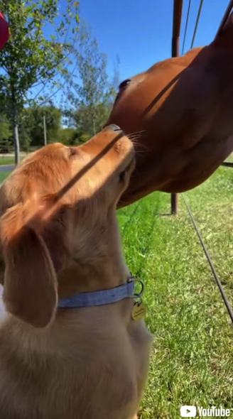 お互いが大好きな子犬と子馬