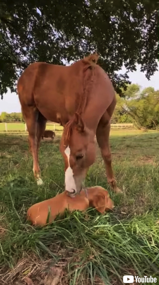 お互いが大好きな子犬と子馬