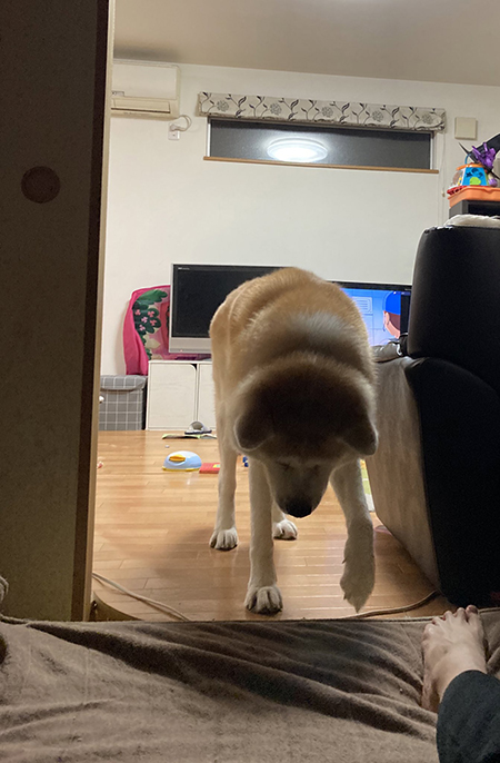 一緒に寝たいフジくん