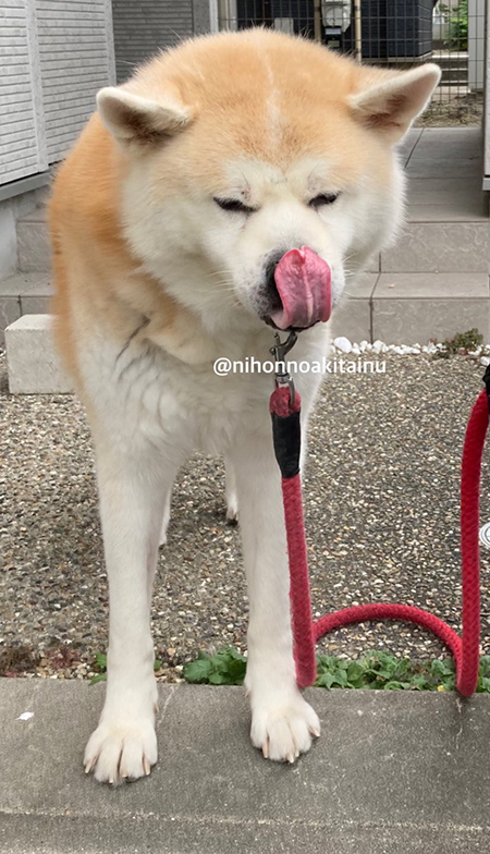 ぺろんちょフジくん