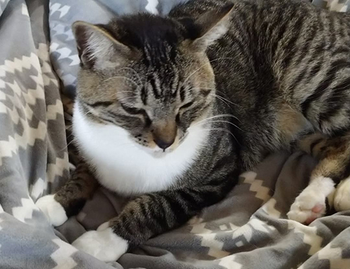 おふとんから動く気のないカルくん