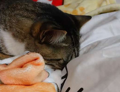 おふとんに埋もれるカルくん