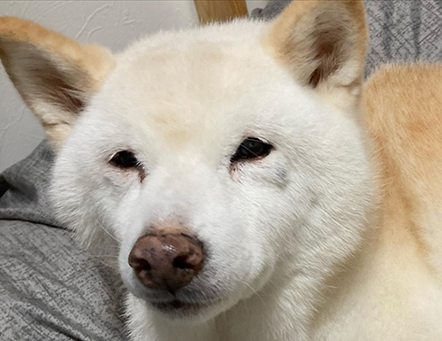 ぴめちゃん顔アップ