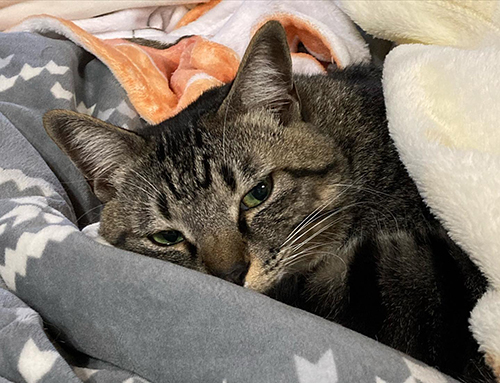 おふとんとカルと私・終・写真