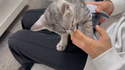 保護猫 指をしゃぶりたい 子猫 ゲームをしたい 飼い主