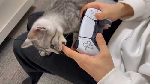 猫 保護 子猫 魚 料理 興奮