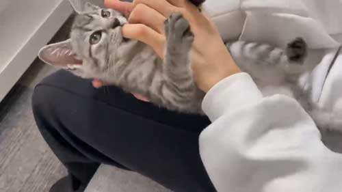 保護猫 指をしゃぶりたい 子猫 ゲームをしたい 飼い主