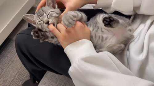 保護猫 指をしゃぶりたい 子猫 ゲームをしたい 飼い主