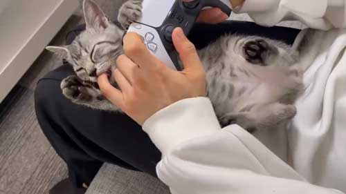 保護猫 指をしゃぶりたい 子猫 ゲームをしたい 飼い主