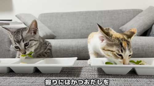 保護猫 指をしゃぶりたい 子猫 ゲームをしたい 飼い主