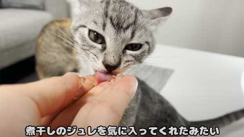 保護猫 指をしゃぶりたい 子猫 ゲームをしたい 飼い主