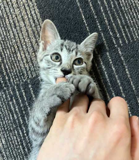 保護猫 指をしゃぶりたい 子猫 ゲームをしたい 飼い主