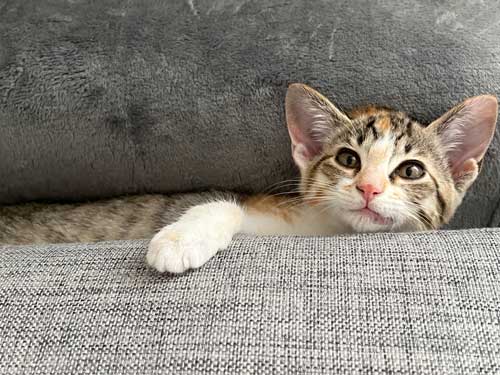 保護猫 指をしゃぶりたい 子猫 ゲームをしたい 飼い主