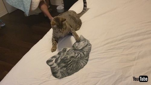 「Cat Smacks Image of Sleeping Kitty || ViralHog」