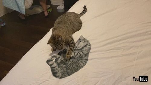 「Cat Smacks Image of Sleeping Kitty || ViralHog」