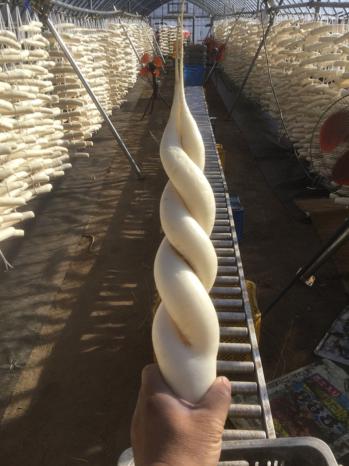 勇者にしか抜けない“伝説の大根”あらわる　奇跡の形に「神話の武器」「ロンギヌスの槍みたい」と大盛り上がり