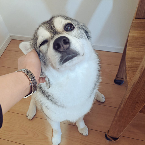 甘えるルチ子ちゃん