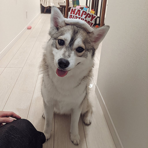 お誕生日ルチ子ちゃん