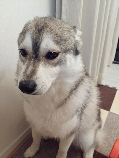 なでられ待ちワンコ