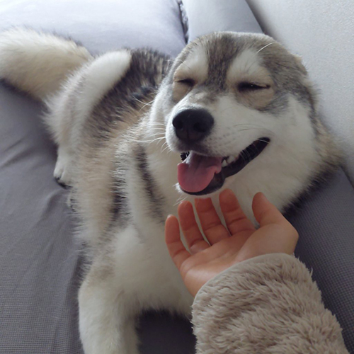 なでられてうれしそうなルチ子ちゃんトリミング