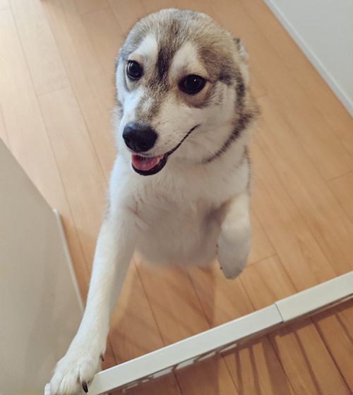 お出迎えするアザラシルチ子ちゃん