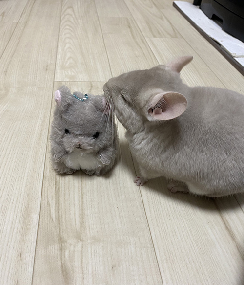 弟分と虎千代くん