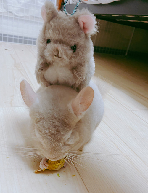 弟分を乗せた虎千代くん