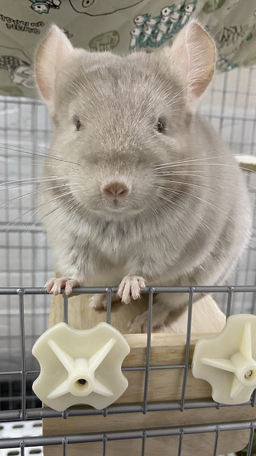 正面虎千代くん