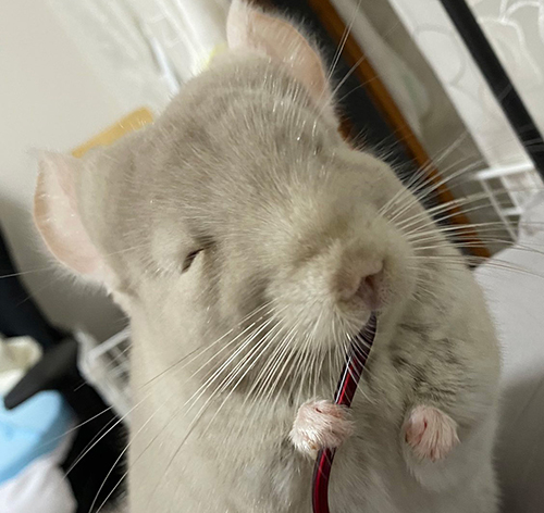 破壊する虎千代くんアップ