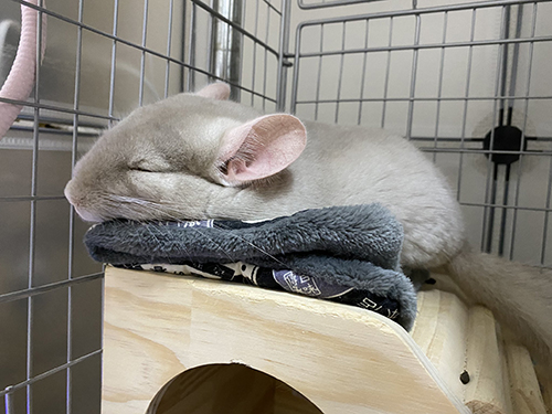 眠る虎千代くん