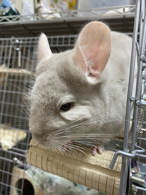 2階からひょっこり虎千代くん