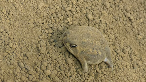 きなこもちカエル