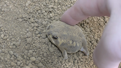 アメフクラガエルを指で触っているところ