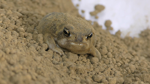 アメフクラガエル正面