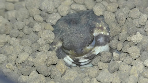 土に埋まって目を閉じるカエルさん