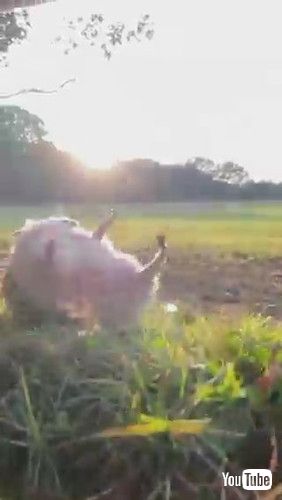 「Hedgehog Rolls Down Slope at Sunset || ViralHog」