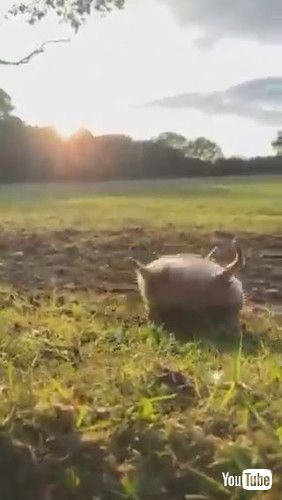 「Hedgehog Rolls Down Slope at Sunset || ViralHog」