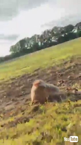 「Hedgehog Rolls Down Slope at Sunset || ViralHog」