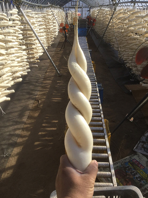 「ソフトクリームだ」「あの槍かと思った」　”ヘンテコ大根チャンピオンシップ”3年連続王者の威厳がすごい