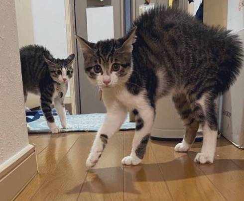 猫 布団乾燥機 ねぎ＆とろ おすしキャット